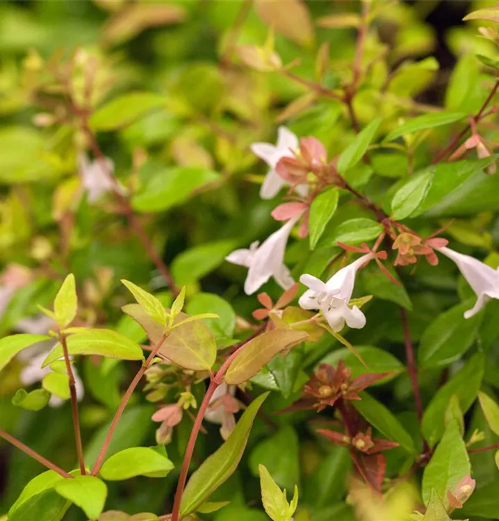 Großblütige Abelie