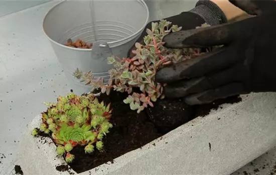 Steingartengewächse - Einpflanzen in ein Gefäß