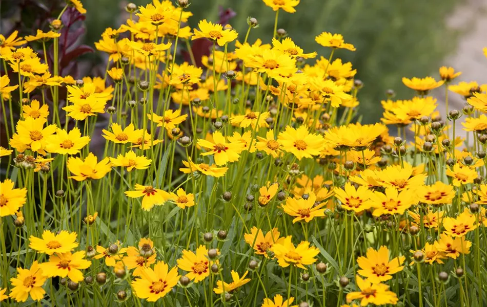 Coreopsis grandiflora