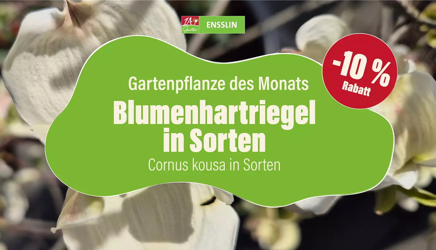 Pflanze des Monats_Fernseher-01.jpg