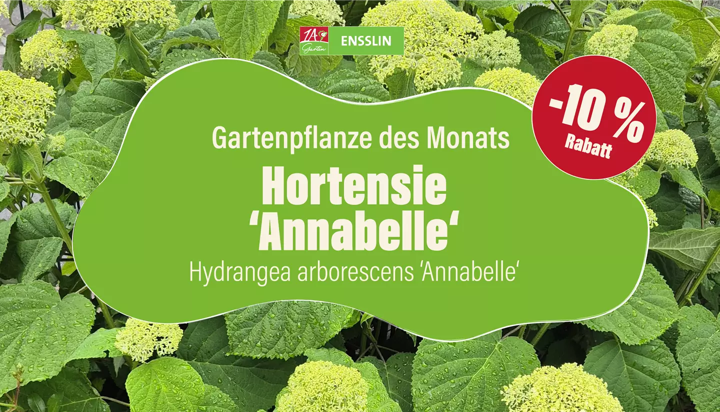 Pflanze des Monats_Fernseher-01.jpg