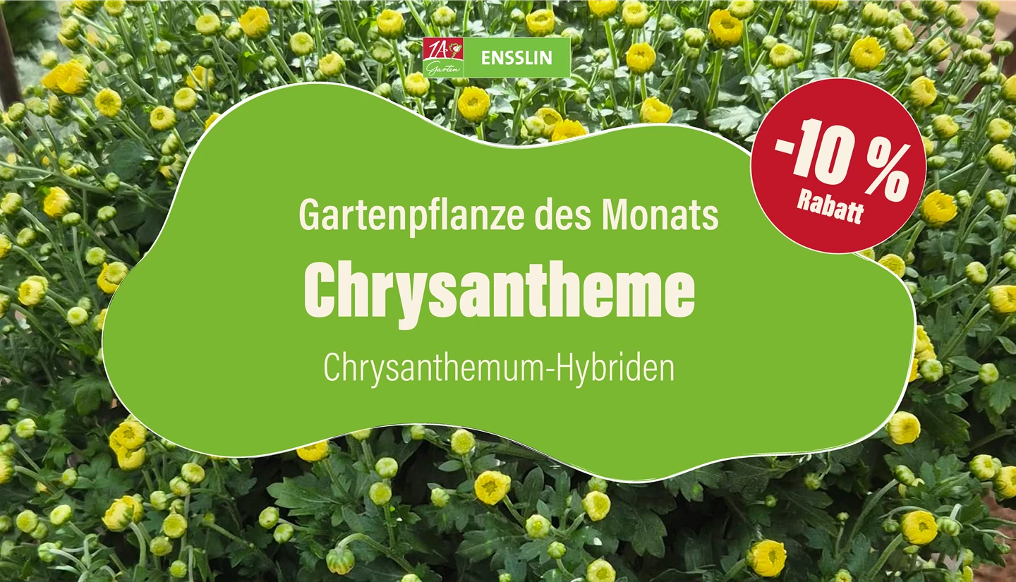 Pflanze des Monats_Fernseher-01.jpg