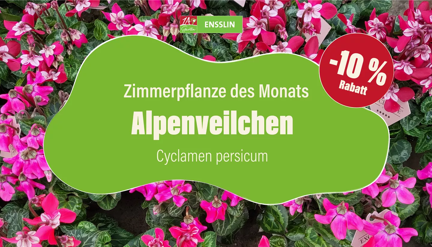 Pflanze des Monats_Fernseher-01.jpg