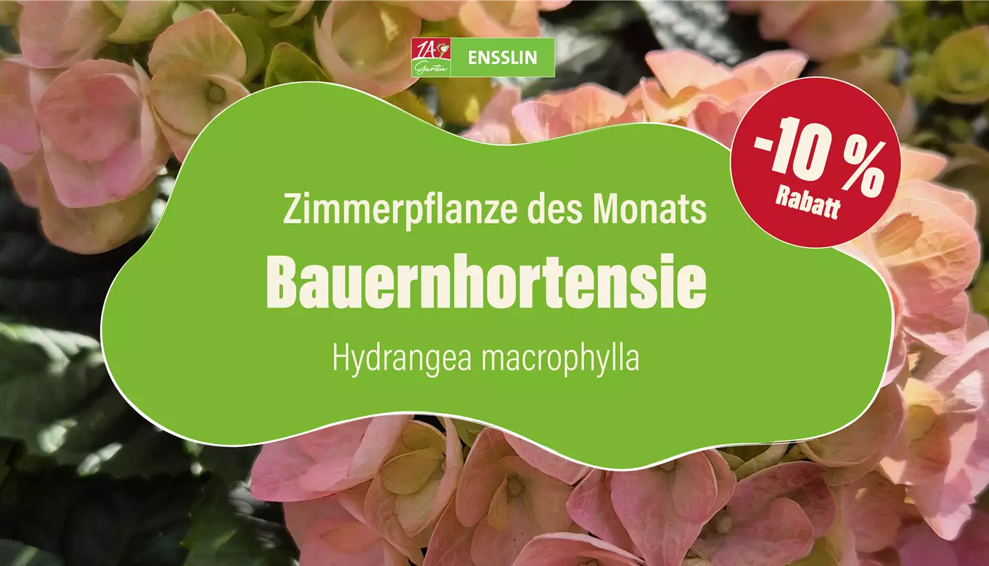 Pflanze des Monats_Fernseher-02.jpg
