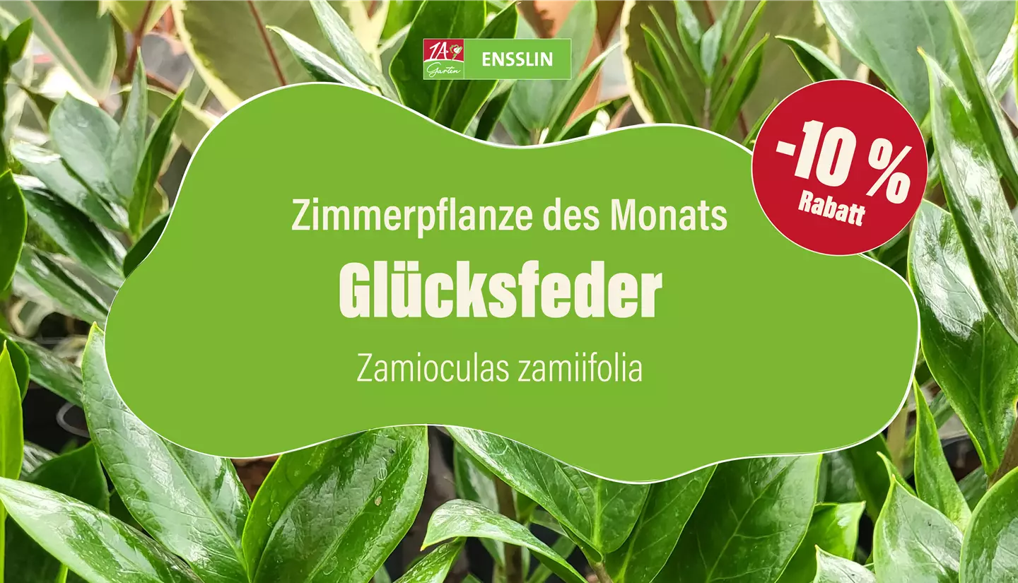 Pflanze des Monats_Fernseher-02.jpg