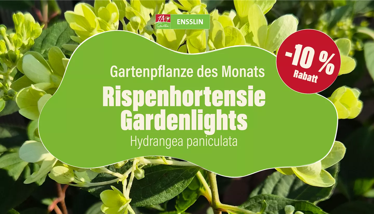 Pflanze des Monats_Fernseher-02.jpg
