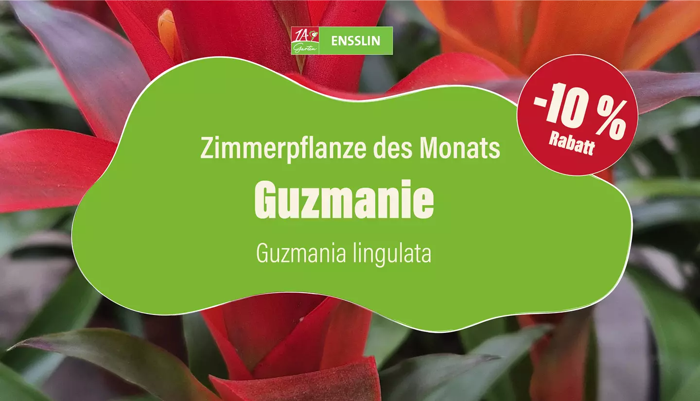 Pflanze des Monats_Fernseher-03.jpg