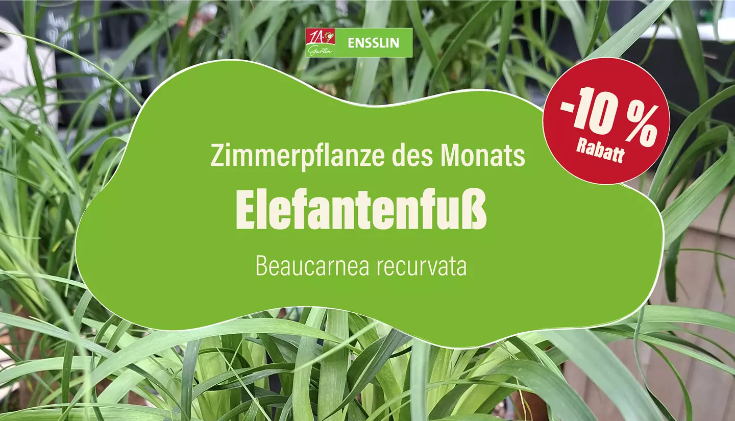 Pflanze des Monats_Fernseher-03.jpg