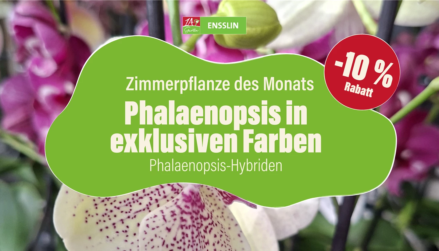 Pflanze des Monats_Fernseher-03.jpg