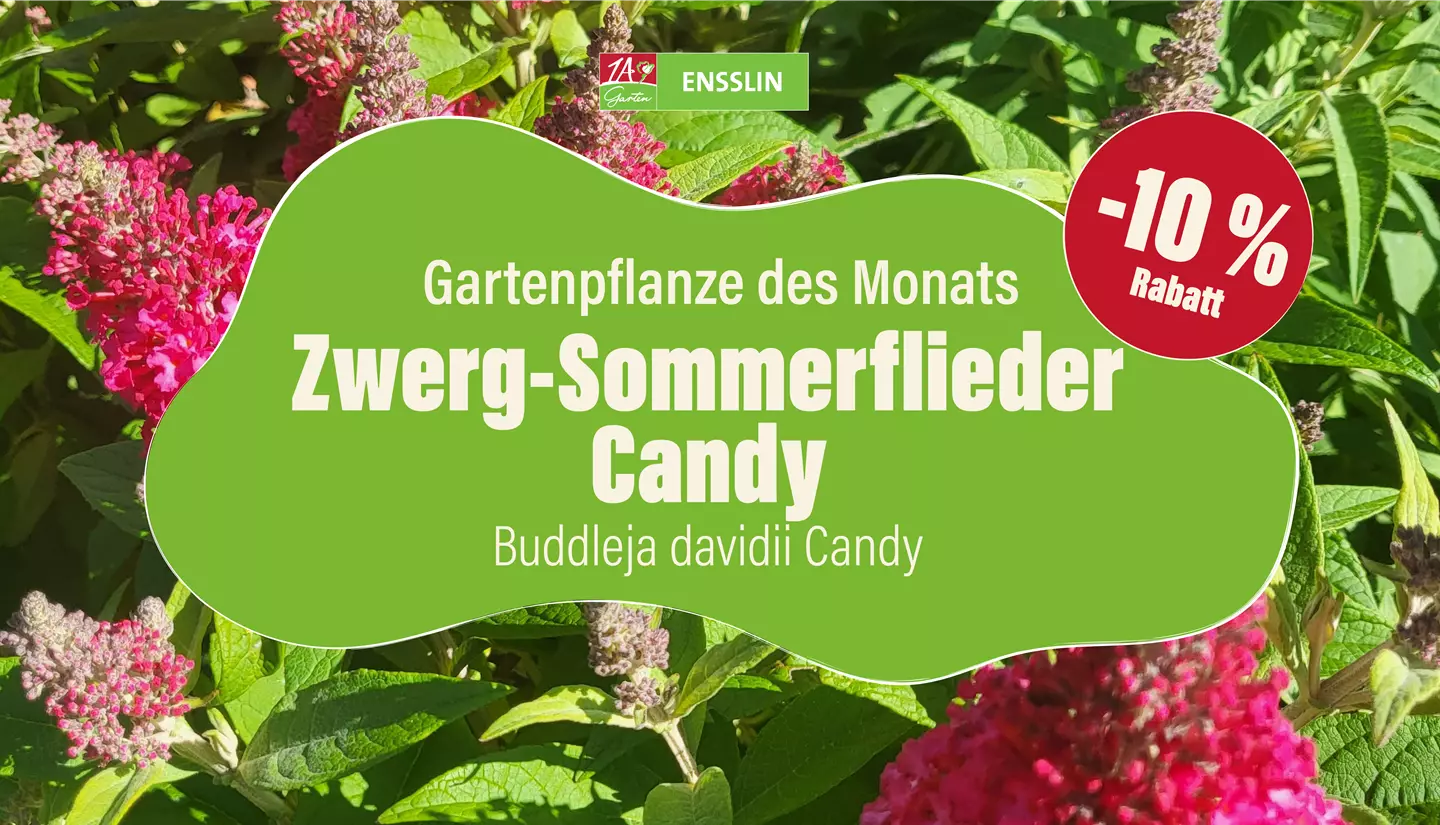 Pflanze des Monats_Fernseher - Kopie-01.jpg