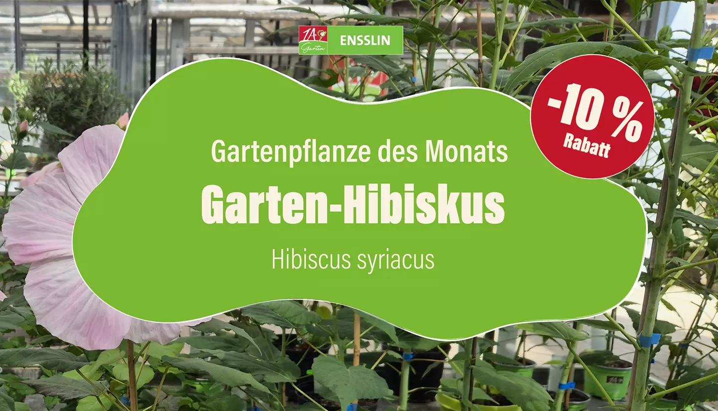 Pflanze des Monats_Fernseher-01-0-0-8000-4500.jpg