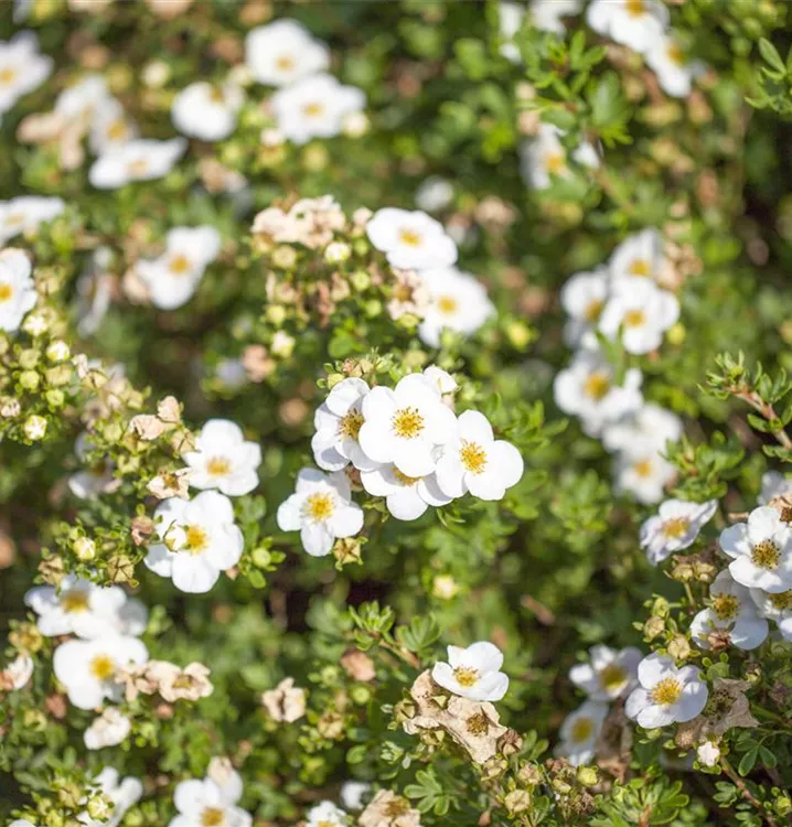 Fingerstrauch 'Abbotswood'