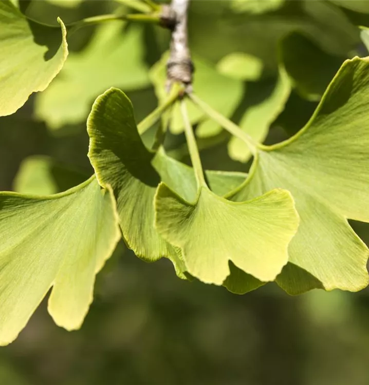 Säulen-Fächerblattbaum 'Menhir'®