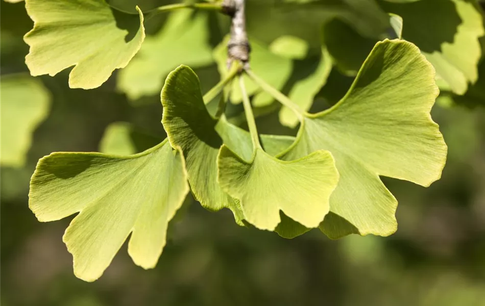 Ginkgo biloba 'Menhir'®