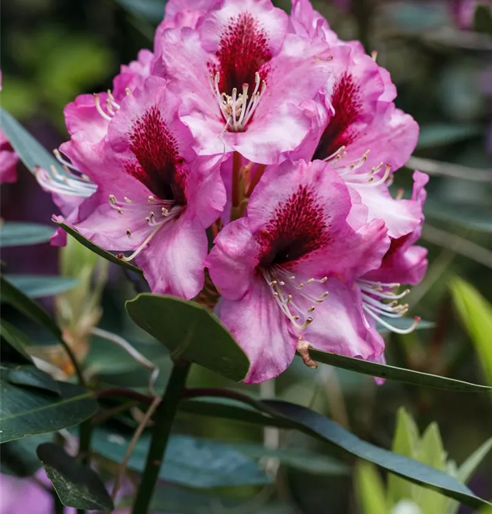 Kalktoleranter Rhododendron