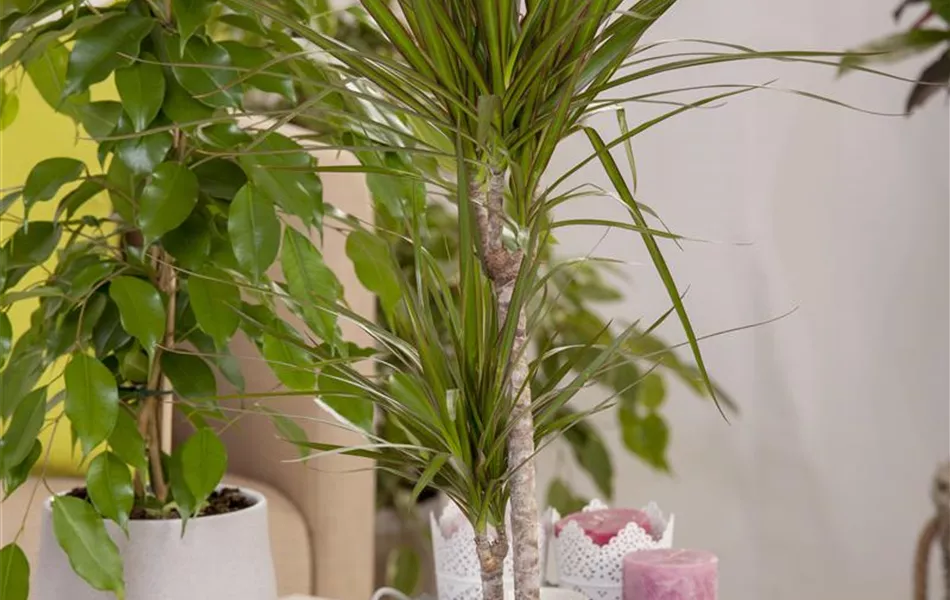 Dracaena marginata