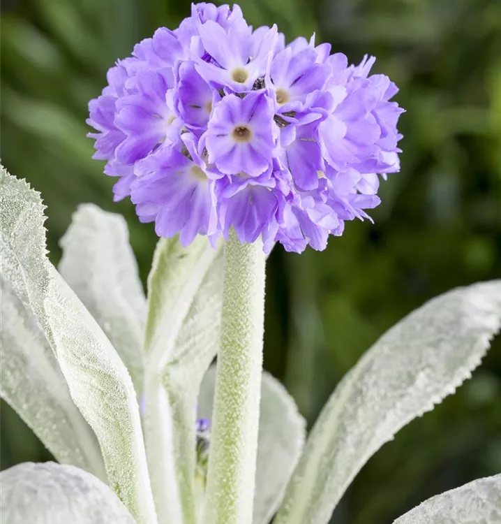 Kugelig blühende Schlüsselblume