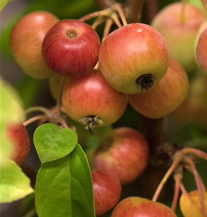 Zierapfel 'Evereste'®