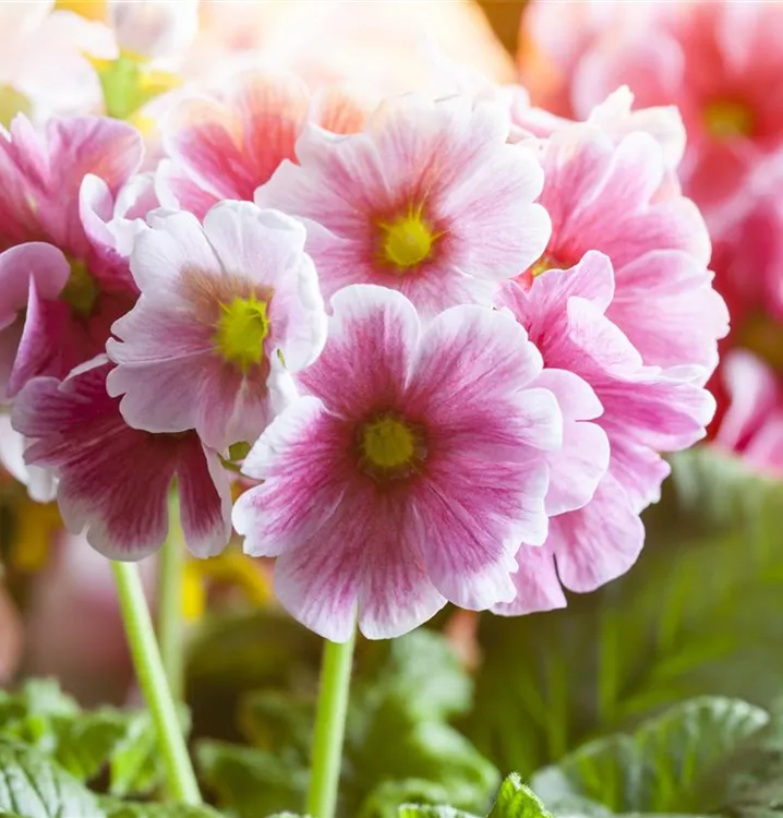 Hohe Schlüsselblume