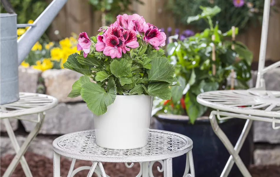 Pelargonium grandiflorum