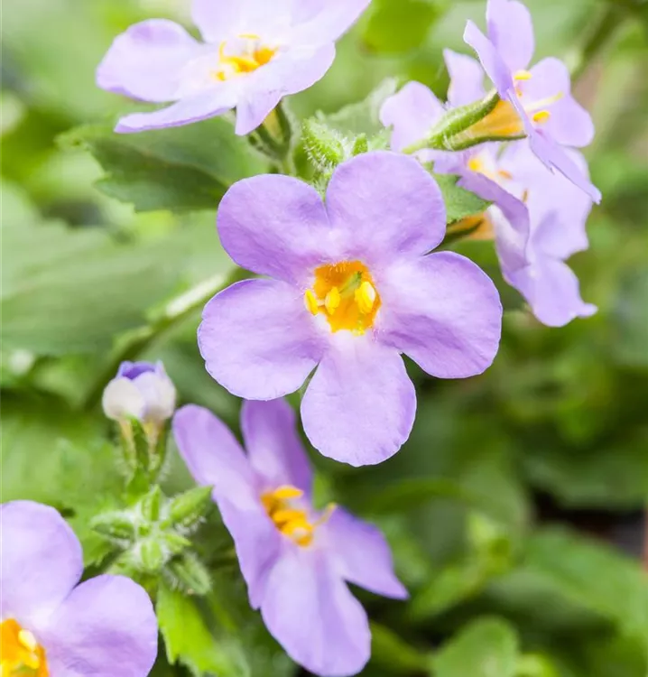 Großblütige Schneeflockenblume, blau