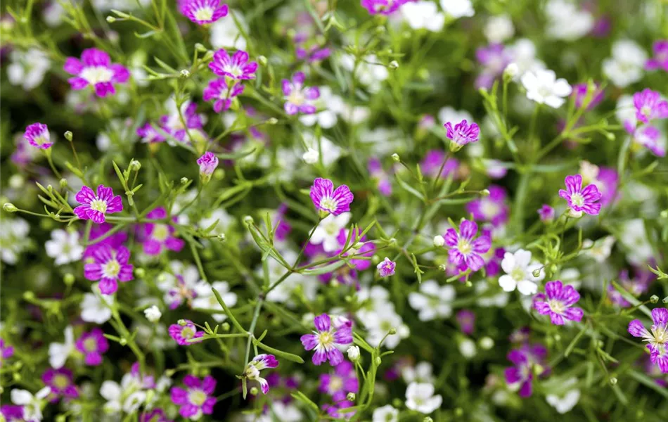 Gypsophila muralis