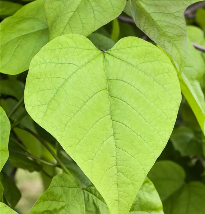 Kugel-Trompetenbaum 'Nana'