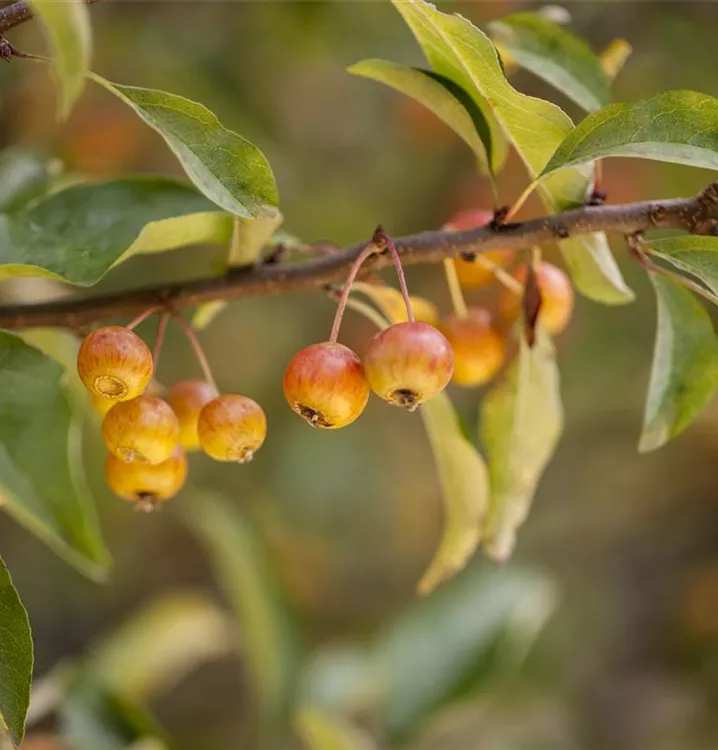 Zierapfel 'Pom Zai'®