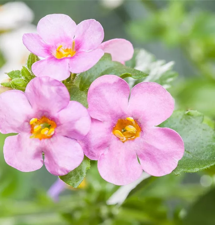 Großblütige Schneeflockenblume, rosa
