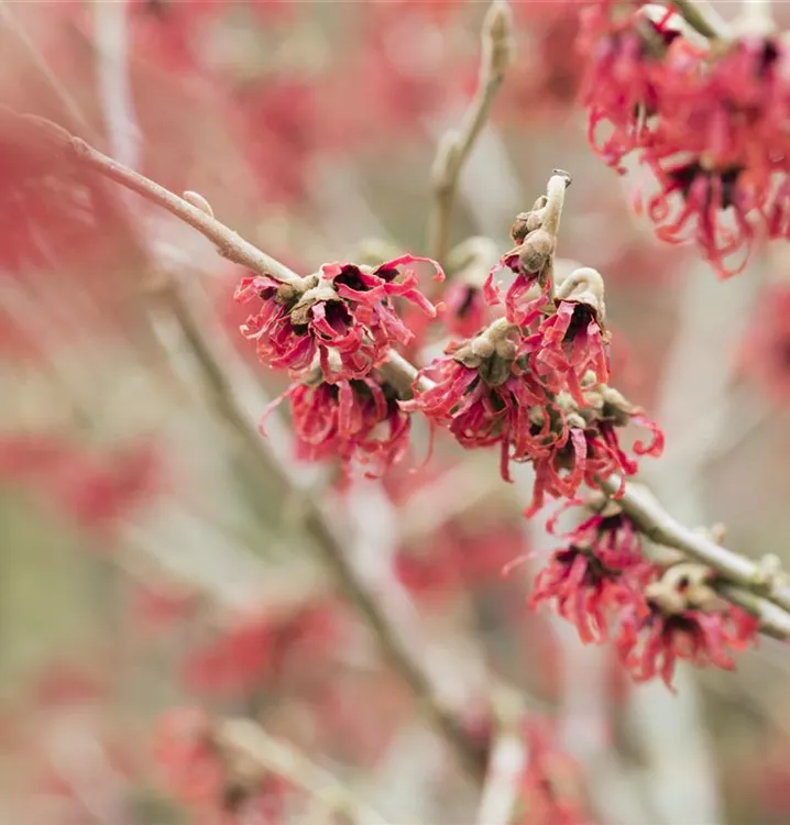 Chinesische Zaubernuss