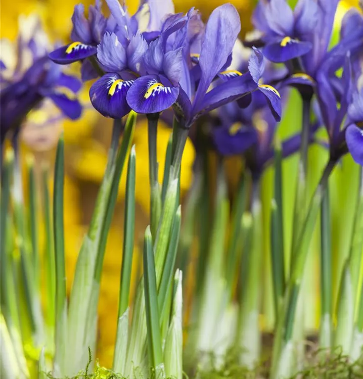 Zwiebel-Schwertlilie