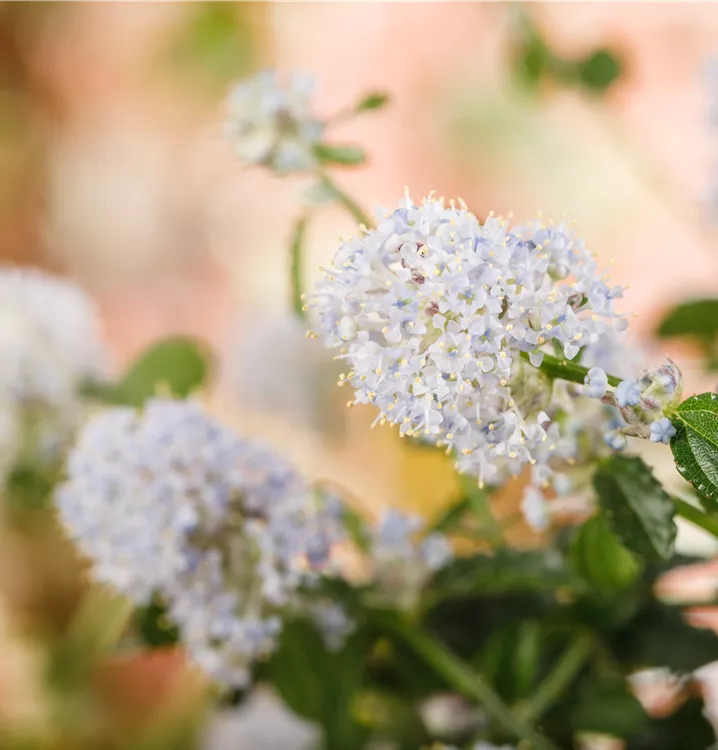 Kalifornischer Flieder