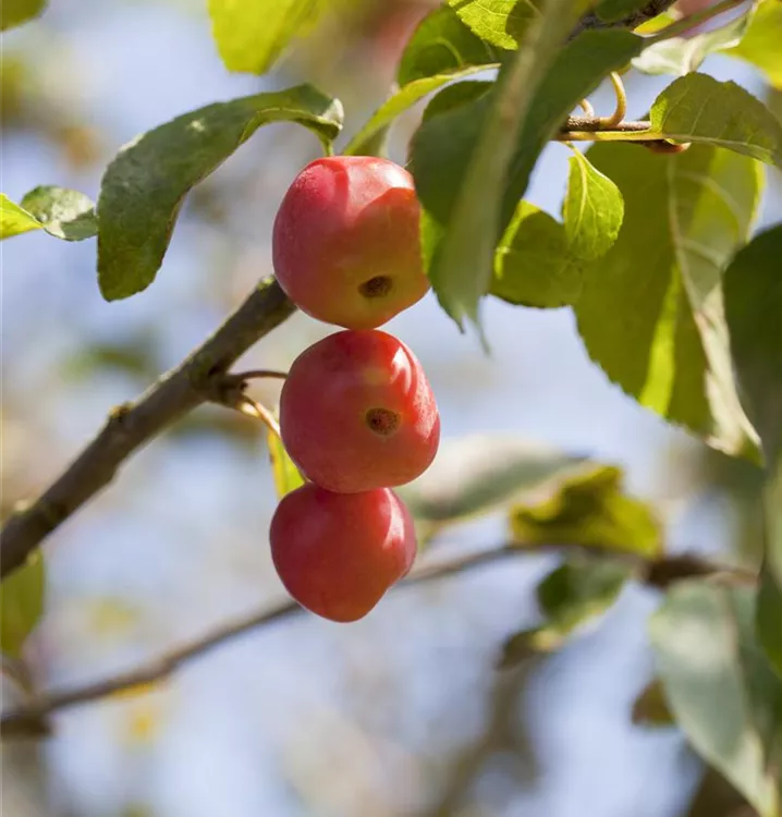 Zierapfel 'Red Sentinel'