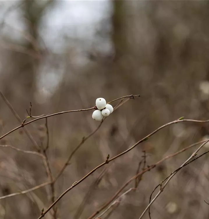 Gemeine Schneebeere