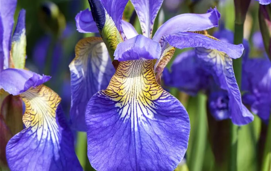 Iris sibirica