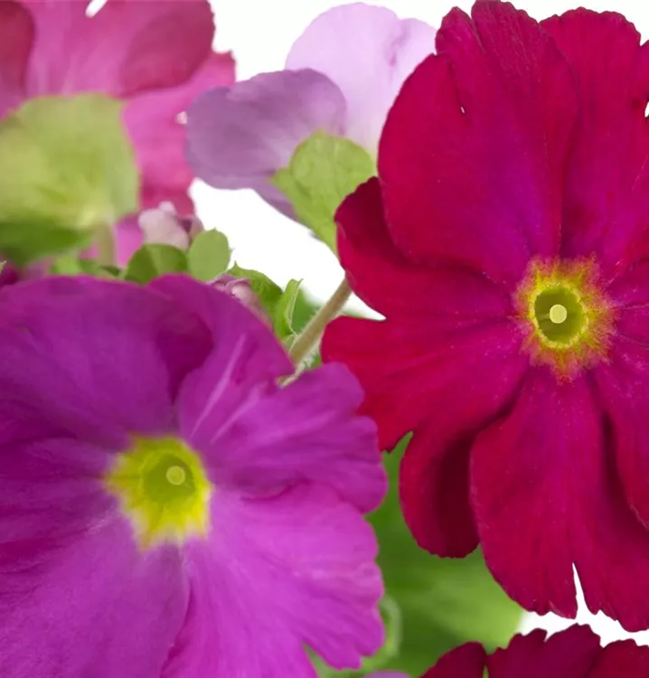 Becher-Primel 'Touch Me'®