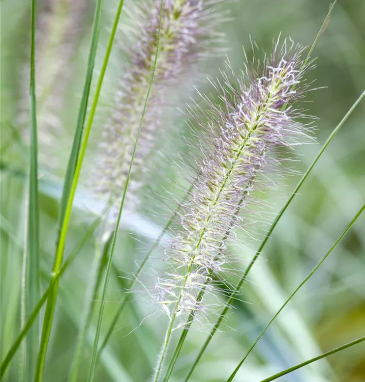 Asiatisches Federborstengras