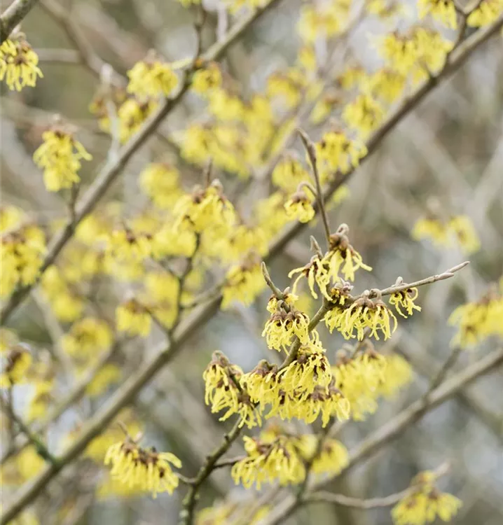 Schwefelgelbe Zaubernuss 'Arnold Promise'