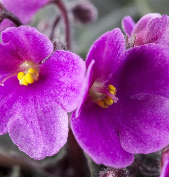 Echtes Usambaraveilchen