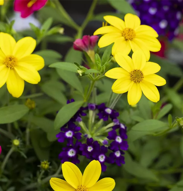 Saisonpflanzen 'Trixi'®