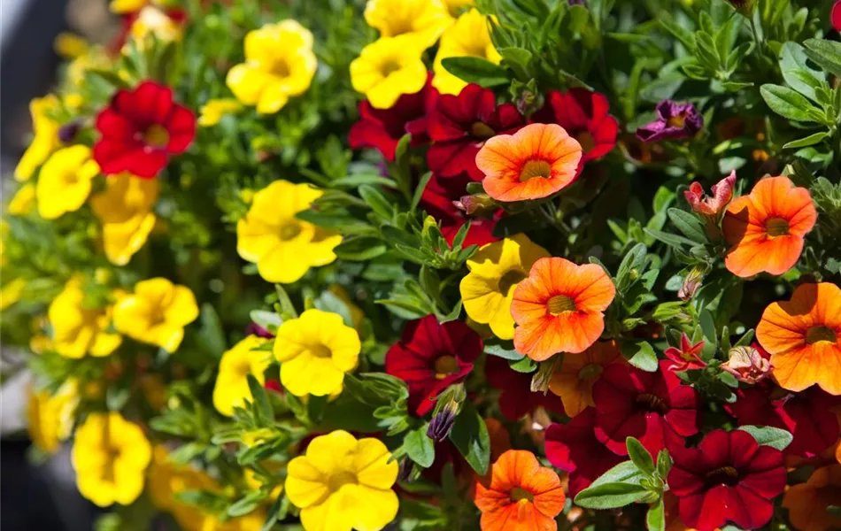 Calibrachoa 'Trixi'®