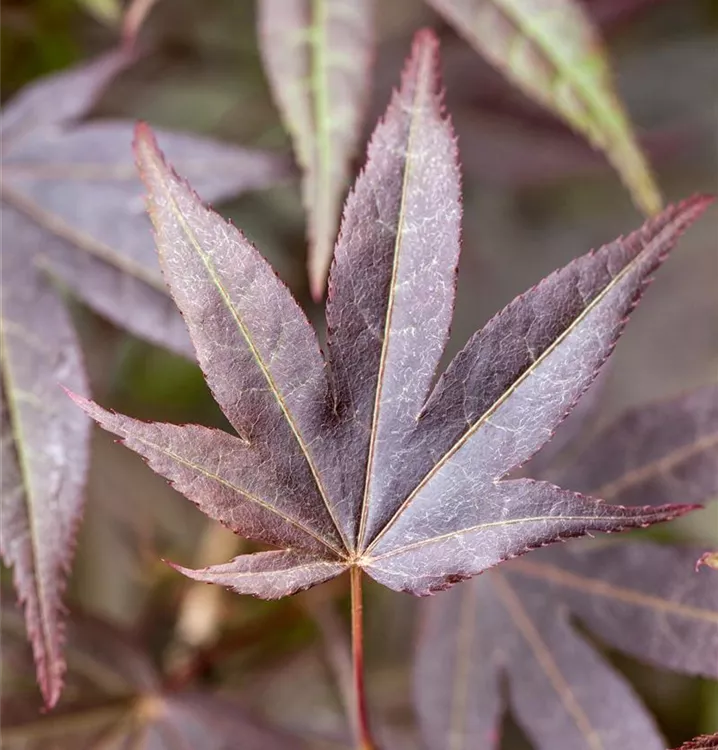 Roter Fächerahorn 'Atropurpureum'