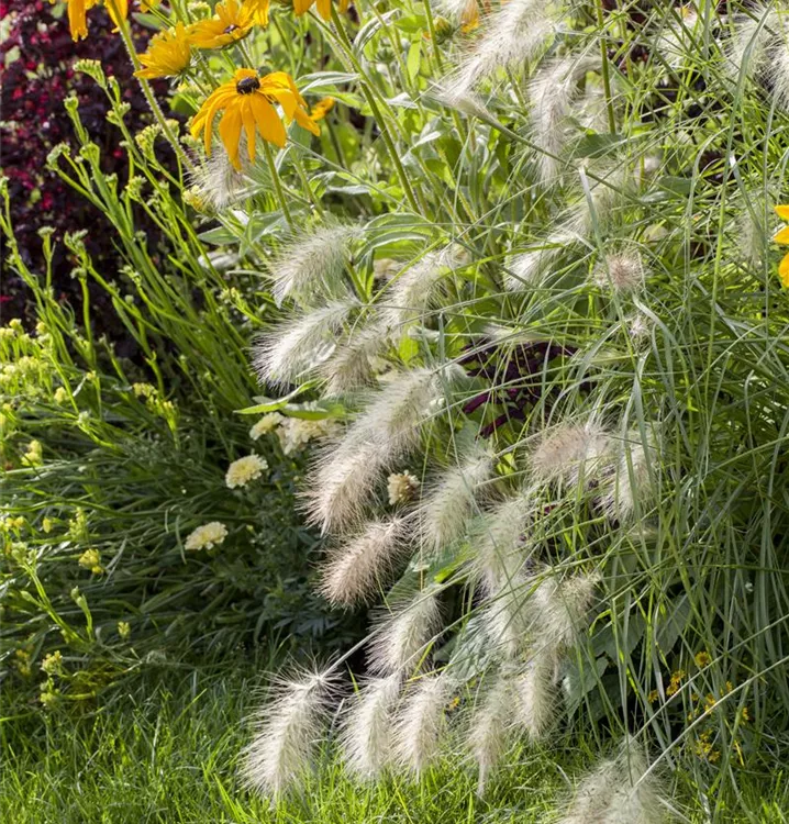 Garten-Federborstengras 'Hameln'
