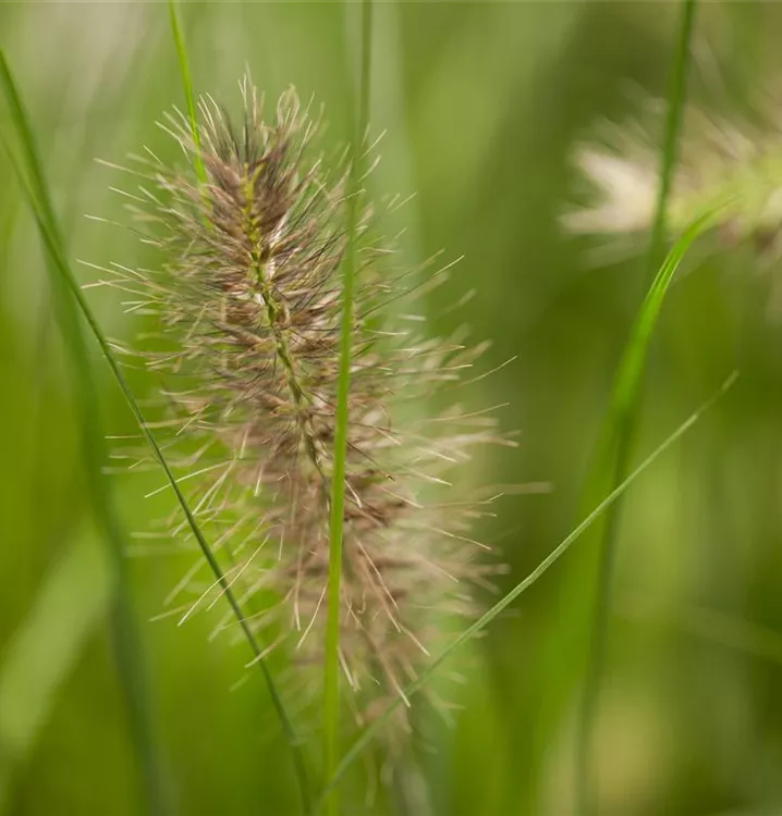 Garten-Federborstengras