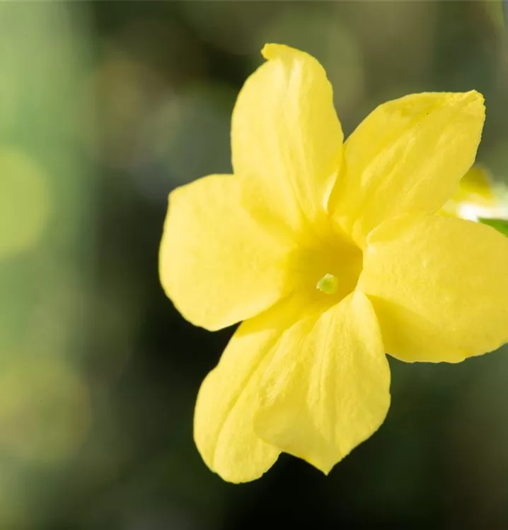 Echter Winter-Jasmin