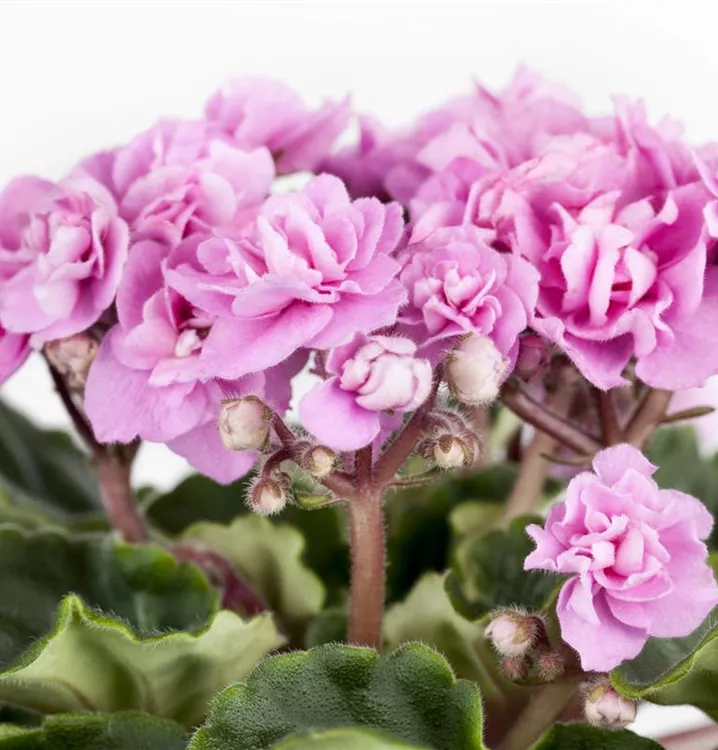 Gefülltblühendes Usambaraveilchen