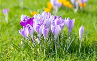Crocus vernus