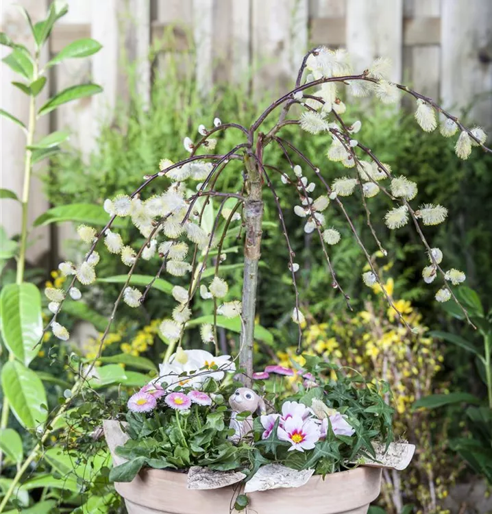 Hängende Kätzchenweide 'Pendula'