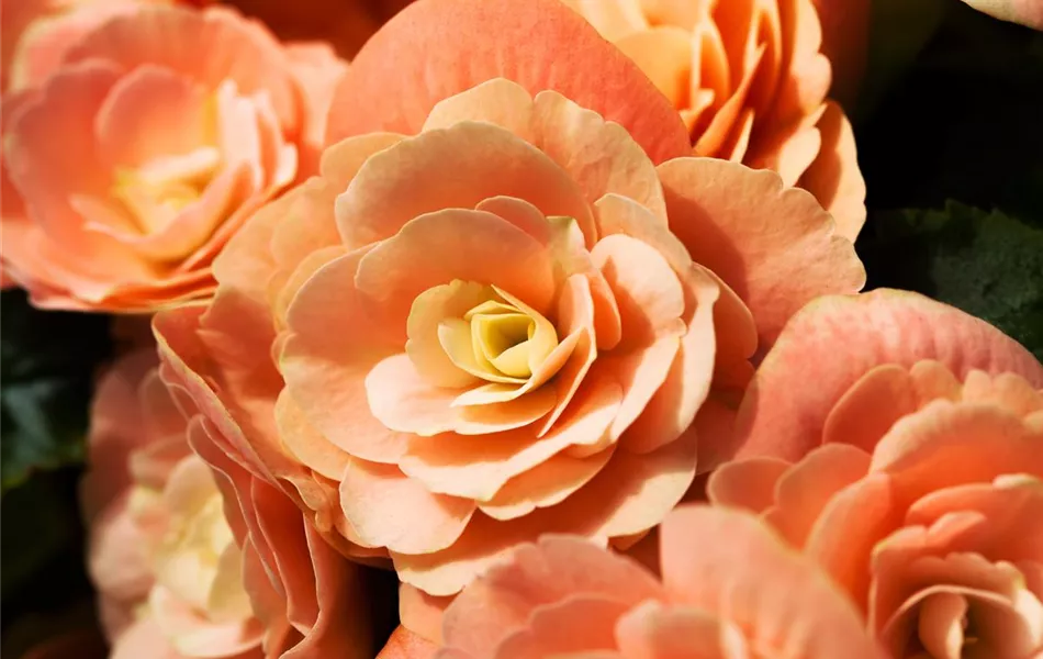 Begonia elatior