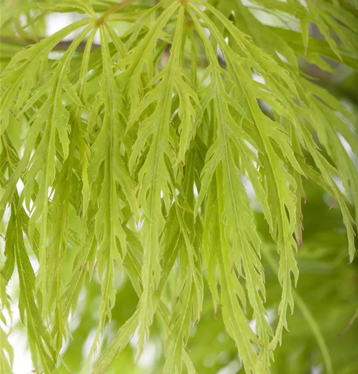 Grüner Schlitzahorn 'Dissectum'